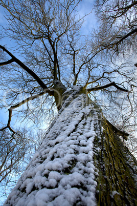 Baum im Winter