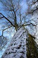 Baum im Winter