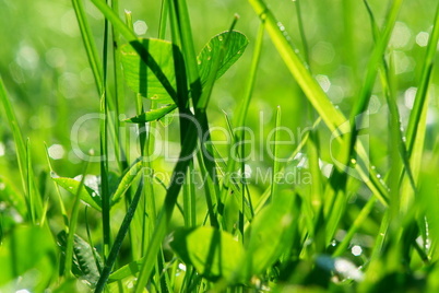 grass