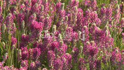 Prairie wildflowers