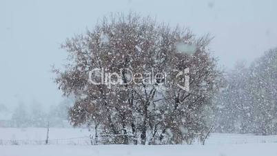 Snow blizzard farm tree P HD 8653