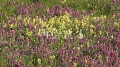 Prairie wildflowers