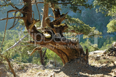 Baum in der Samaria-Schlucht auf Kreta