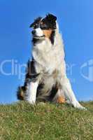 Australian Shepherd