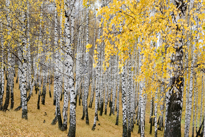 autumn birch forest