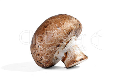 Isolated mushroom