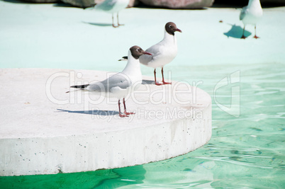 Seagulls