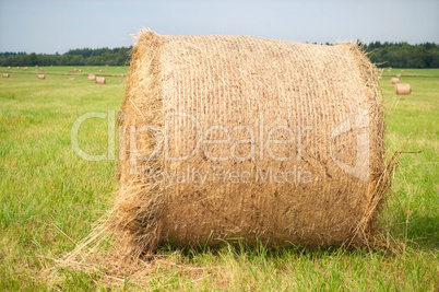 Shot of hay