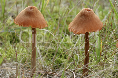 mushrooms