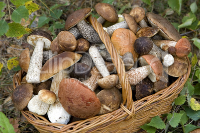 basket with mushrooms