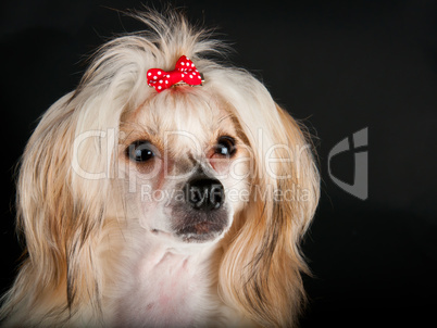 Groomed Chinese Crested Dog