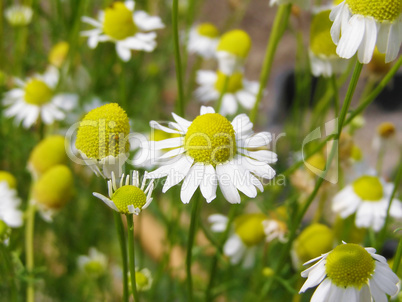 Chamomile