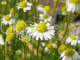 Chamomile