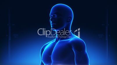 Anatomie des menschlichen Oberkörpers