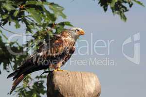 Red Kite