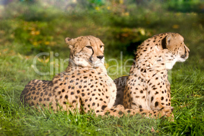 Couple of cheetahs