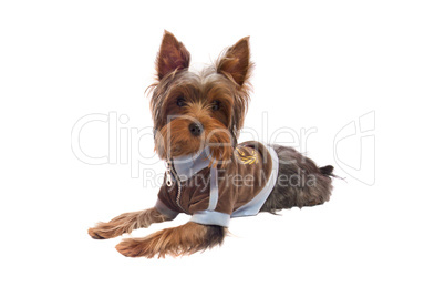 yorkshire terrier