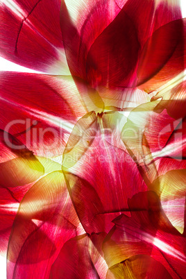 Tulpenblätter Tulpenblätter