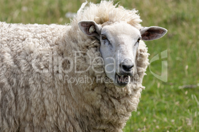Bleating sheep