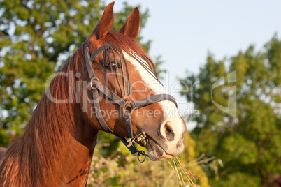 Horse eating