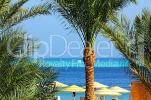 palm trees and tropical beach