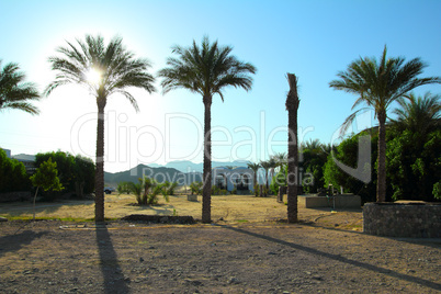 palm trees in desert in egypt