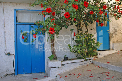 Hibiskus an einem Haus in Kritsa, Kreta