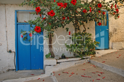 Hibiskus an einem Haus in Kritsa, Kreta