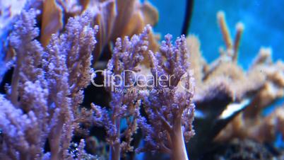 underwater plants