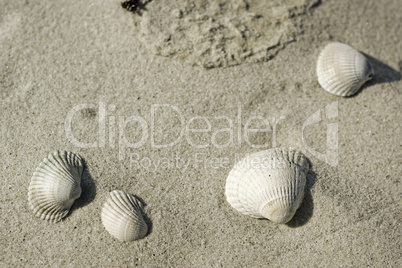 vier Muscheln im Sand