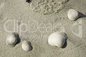 vier Muscheln im Sand
