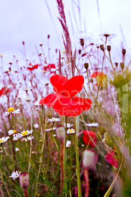 Poppy flowers