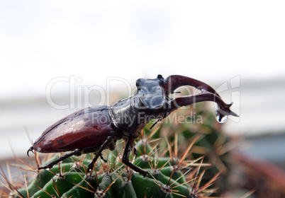 Stag beetle on cactus