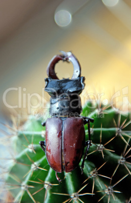 Stag beetle on cactus