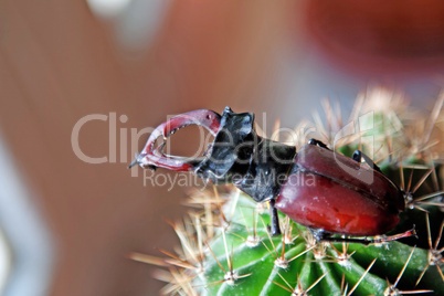 Stag beetle on cactus