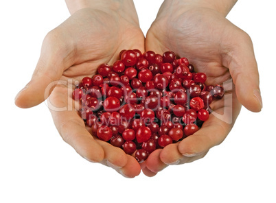 Cranberries in male hands