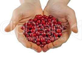 Cranberries in male hands