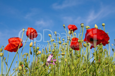 Poppy flowers