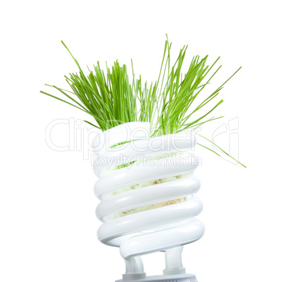 Green grass growing from lamp isolated on white