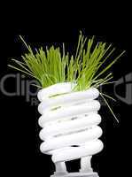 Green grass growing from lamp isolated on black