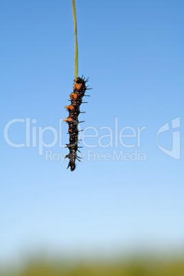 Caterpillar on leaf