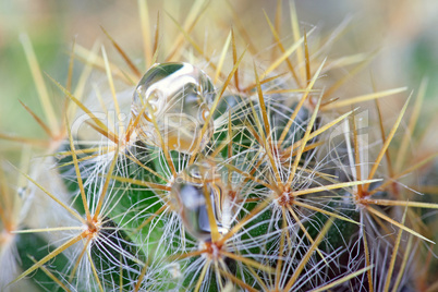 Abstract cactus spikes