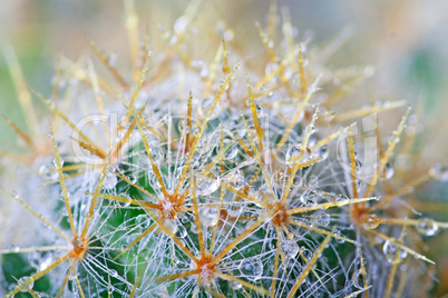 Abstract cactus spikes