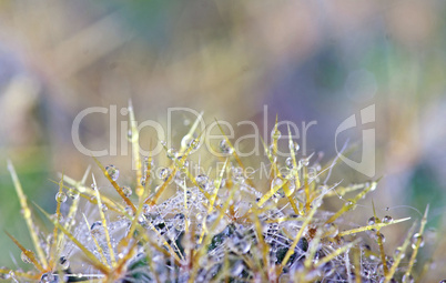 Abstract cactus spikes