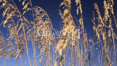 Wild Coastal Grasses