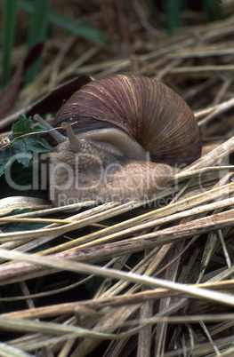 Weinbergschnecke