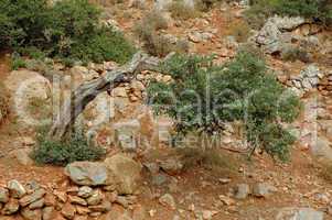 Olivenbaum auf Kreta