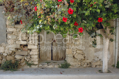 Hibiskus an einem Haus in Mirtos, Kreta