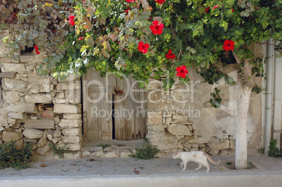 Katze an einem Haus in Mirtos, Kreta