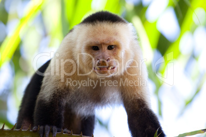 Angry capuchin monkey